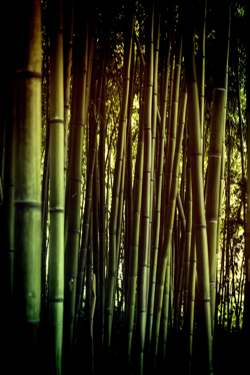 forest, bamboo, zen, nature, green, plants, drink, natural, environment