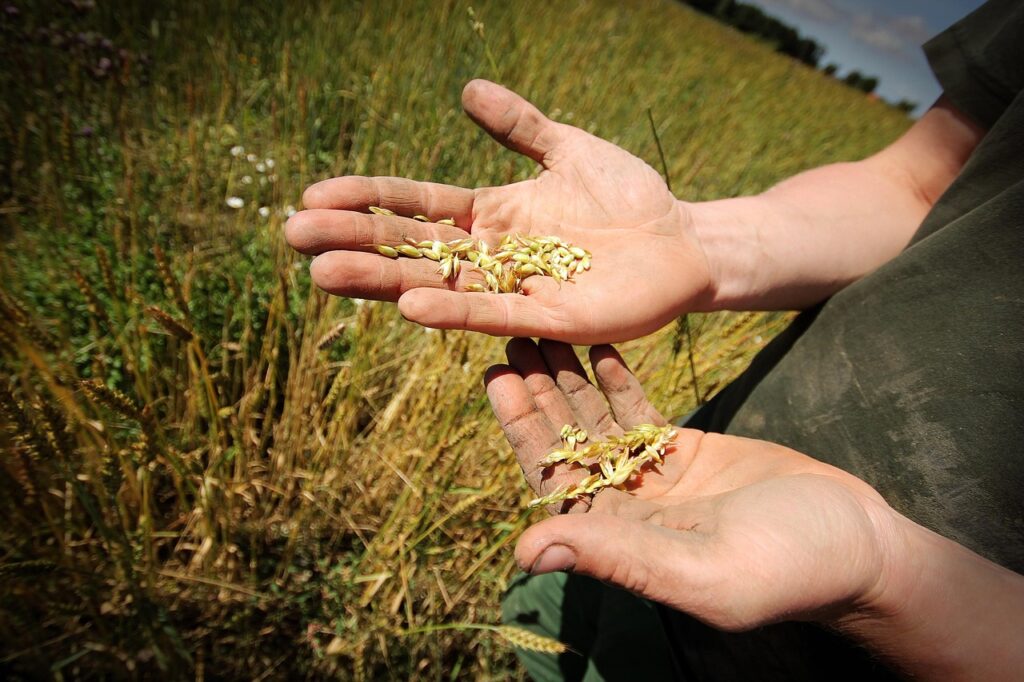 grain, food, ecological, farm, farmer, hands, farmer, farmer, farmer, farmer, farmer