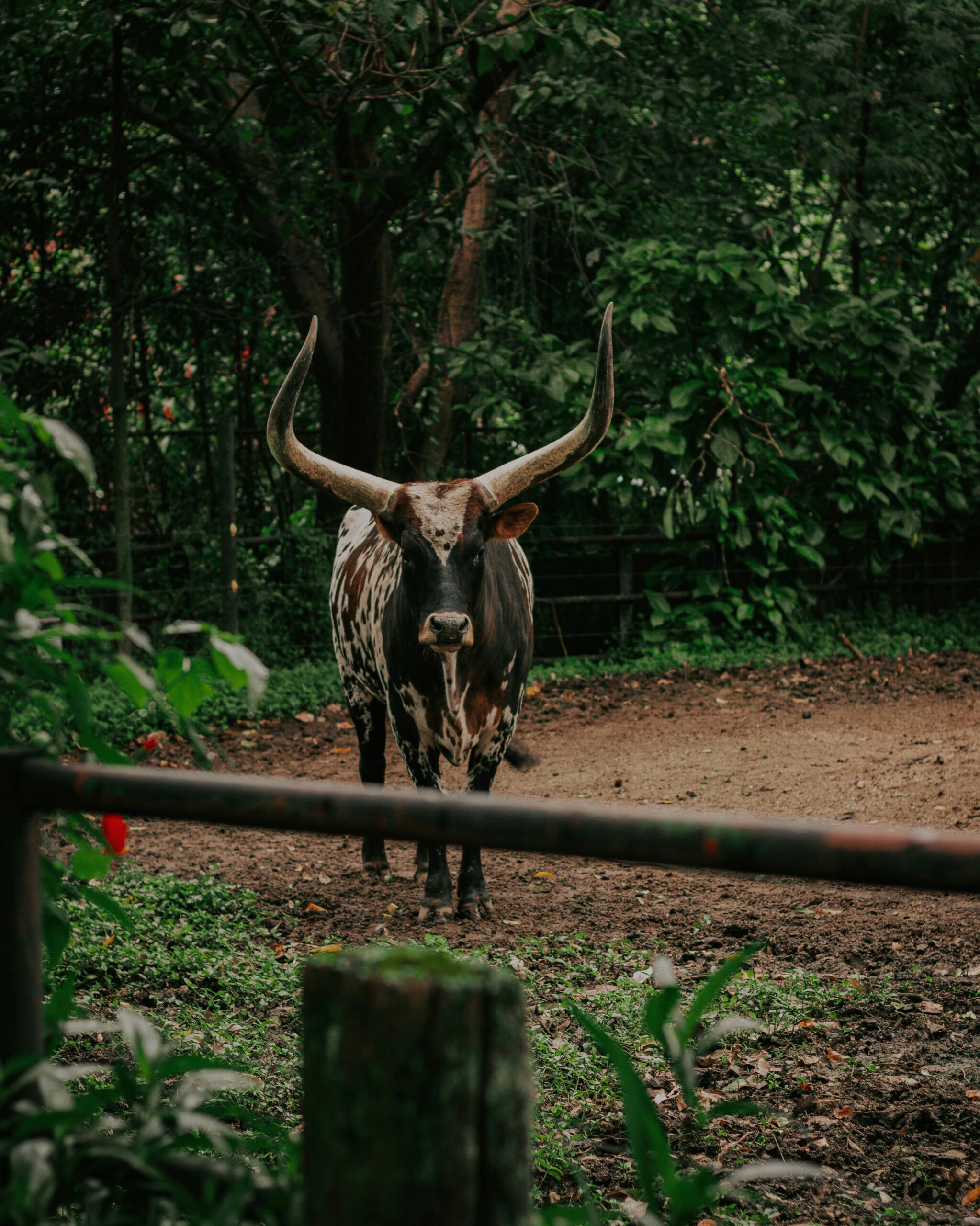 A stunning Ankole-Watusi bull with large horns stands in a lush forest in Medellín, Colombia.