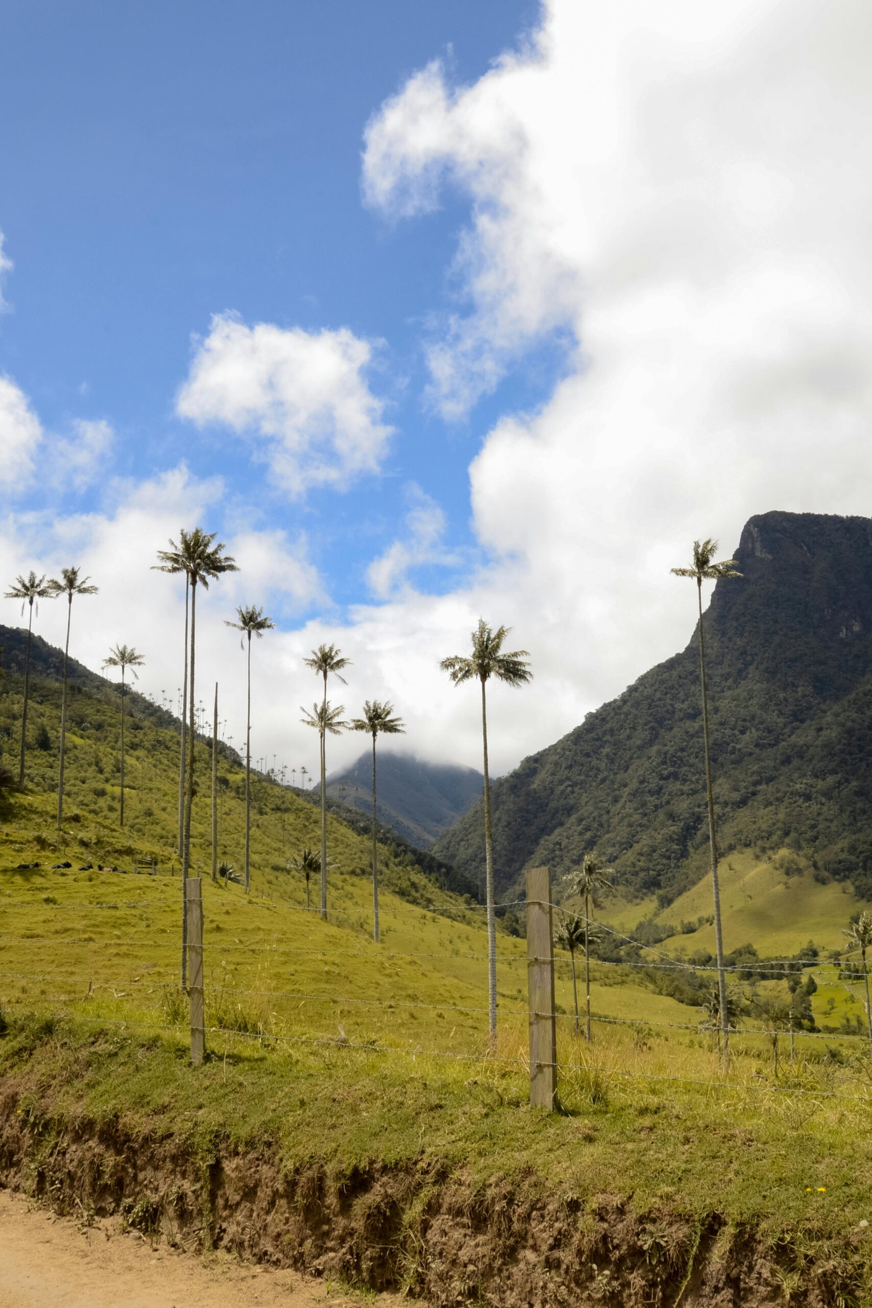 Scenic view of tall wax palm trees in the lush Cocora Valley, Colombia.
