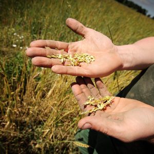 grain, food, ecological, farm, farmer, hands, farmer, farmer, farmer, farmer, farmer